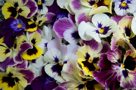 Colorful floral background from flower pansy.Flower Pansy