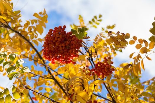 The photo shows the leaves and berries of mountain ash