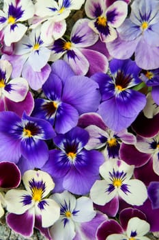 Colorful floral background from flower pansy.Flower Pansy