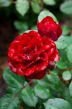 The photo shows red rose after the rain