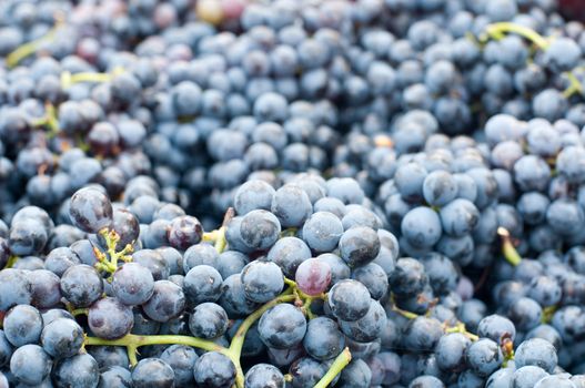 Bunches of grapes Lambrusco , a typical Italian grape ready to be pressed