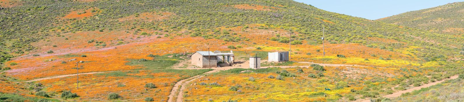 A carpet of indigenous flowers in Molsvlei, a small village in the Namaqualand region of the Western Cape Province of South Africa