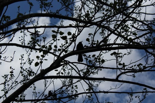Japanese style silhouette photograph of a bird in a tree.