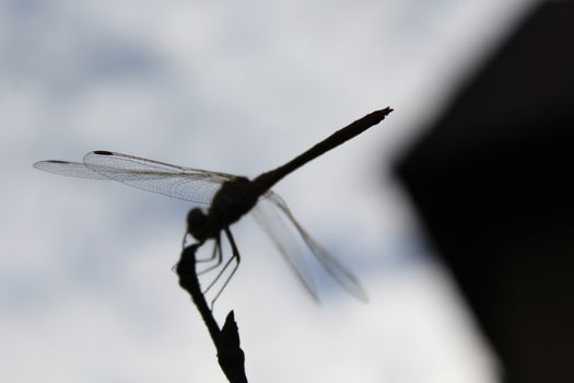 Silhouette of dragonfly sitting on a branch.