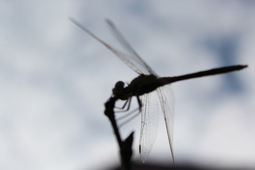 Silhouette of dragonfly sitting on a branch.
