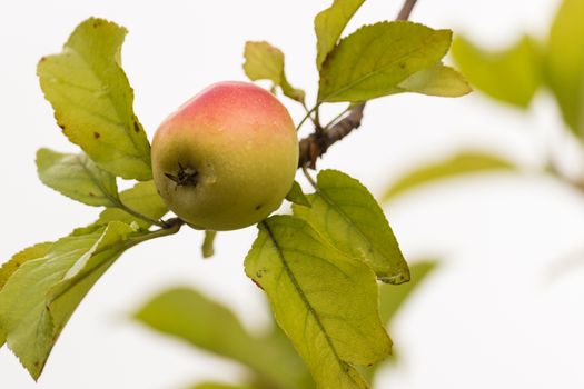 An apple on the branch tree after rain.