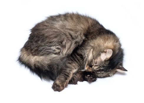 A Sleeping Cat Isolated on a White Background