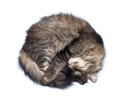 A Sleeping Cat Isolated on a White Background