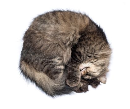 A Sleeping Cat Isolated on a White Background