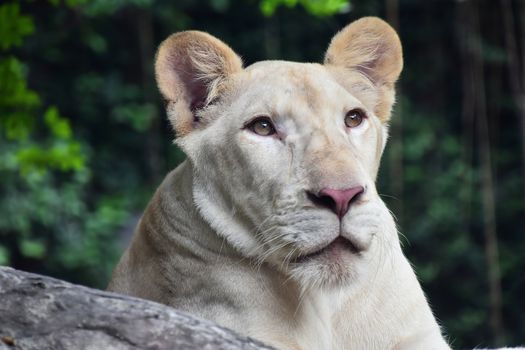 Young white lioness close up portrait in zoo environment