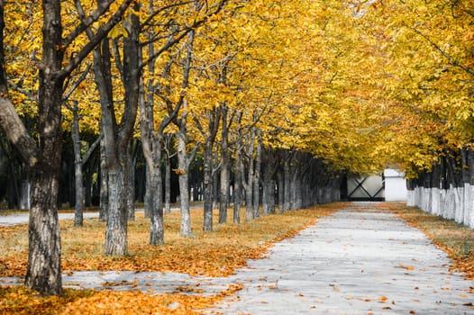 Autumn park alley with yellow leaves on trees