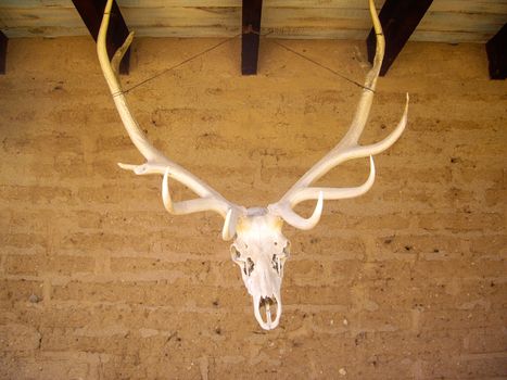Elk antlers hang from rafters on adobe walls