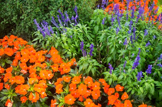 Flower beds of lupin and poppies