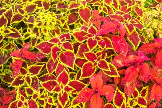 Flora with red and yellow leaves