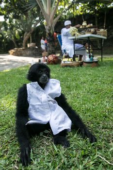 INDONESIA, Bali: A monkey is dressed up at Bali Zoo during the Hindu festival of Tumpek Kandeng in Bali, Indonesia on October 3, 2015. The festival gives thanks for the animals that play roles in one's daily life, as Hindus worship Sang Hyang Rare Angon, the god of cattle and livestock.
