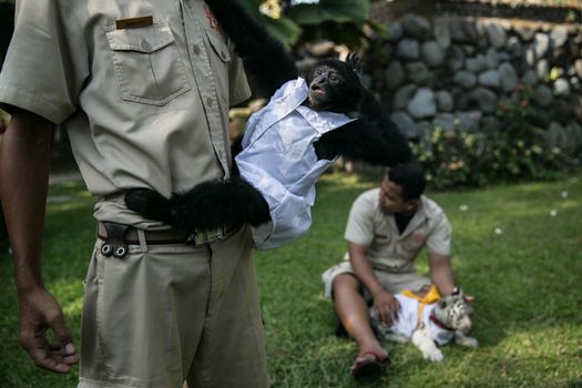 INDONESIA, Bali: Bali Zoo employees play with a monkey and a tiger during the Hindu festival of Tumpek Kandeng in Bali, Indonesia on October 3, 2015. The festival honors the animals that play roles in one's daily life, as Hindus worship Sang Hyang Rare Angon, the god of cattle and livestock.