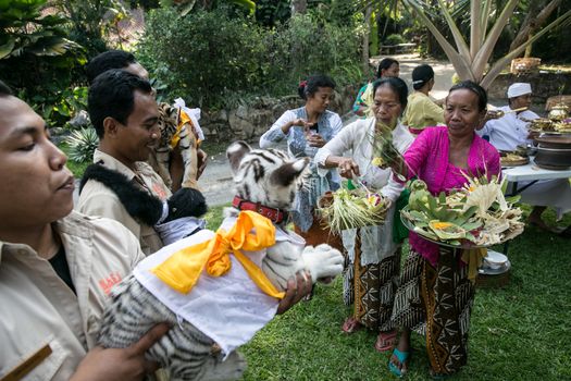 INDONESIA, Bali: Bali Zoo employees feed and praise their animals as they celebrate the Hindu festival of Tumpek Kandeng in Bali, Indonesia on October 3, 2015. The festival honors the animals that play roles in one's daily life, as Hindus worship Sang Hyang Rare Angon, the god of cattle and livestock.