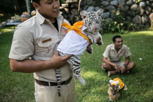 INDONESIA, Bali: Tigers play at Bali Zoo during the Hindu festival of Tumpek Kandeng in Bali, Indonesia on October 3, 2015. The festival gives thanks for the animals that play roles in one's daily life, as Hindus worship Sang Hyang Rare Angon, the god of cattle and livestock.