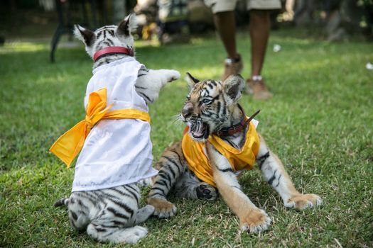 INDONESIA, Bali: Tigers play at Bali Zoo during the Hindu festival of Tumpek Kandeng in Bali, Indonesia on October 3, 2015. The festival gives thanks for the animals that play roles in one's daily life, as Hindus worship Sang Hyang Rare Angon, the god of cattle and livestock.