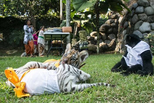 INDONESIA, Bali: Tigers play at Bali Zoo during the Hindu festival of Tumpek Kandeng in Bali, Indonesia on October 3, 2015. The festival gives thanks for the animals that play roles in one's daily life, as Hindus worship Sang Hyang Rare Angon, the god of cattle and livestock.