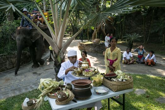 INDONESIA, Bali: Bali Zoo employees prepare to feed and praise their animals as they celebrate the Hindu festival of Tumpek Kandeng in Bali, Indonesia on October 3, 2015. The festival honors the animals that play roles in one's daily life, as Hindus worship Sang Hyang Rare Angon, the god of cattle and livestock.