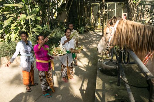 INDONESIA, Bali: Bali Zoo employees feed and praise their animals as they celebrate the Hindu festival of Tumpek Kandeng in Bali, Indonesia on October 3, 2015. The festival honors the animals that play roles in one's daily life, as Hindus worship Sang Hyang Rare Angon, the god of cattle and livestock.