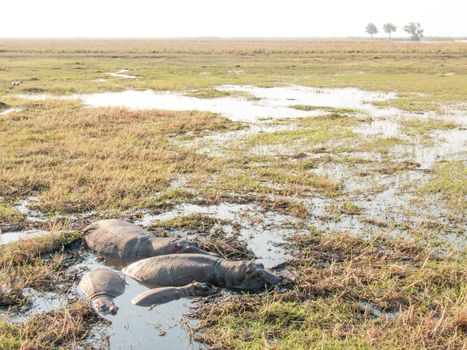 A pod of four hippopotimi lie in a shallow pool of water, created by some flooding on Sidudu Island inside the Chobe river.