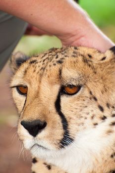 A tame chita lies calmly on the lawn as a person touches it's head with a hand.