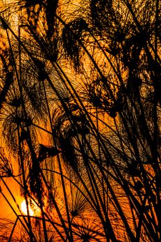 The setting sun is vissible in a red orange sky behind the black silhouette of many papyrus plants.
