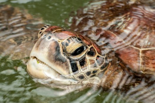 A close up view of the head and face of a Green Sea Turtle in a sanctuary at Zanzibar.