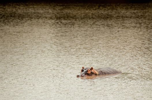 A hippopotamus lies in the water of a lake with most of it's body under water as it tries to protect itself from the sun.