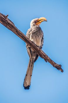 A Southern Yellow Billed Hornbill sit in a dead branch of a tree high up as it is viewed from below against the blue skys of Savuti.
