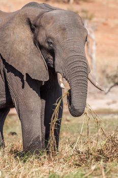 An elephant stands an graze on the lush grass of Sidudu island inside the Chobe river in Botswana.