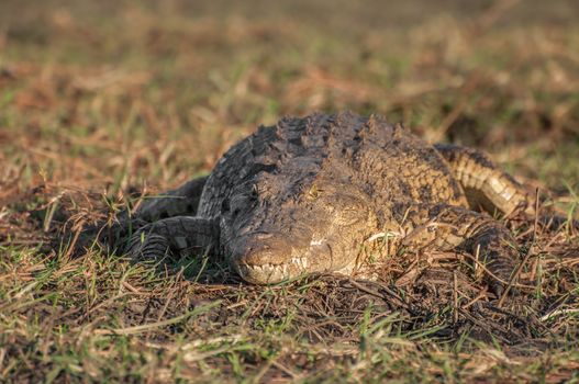 A Nile crocodile lies in the heat of the sun on a late afternoon on the banks of the Chobe river in Botswana.