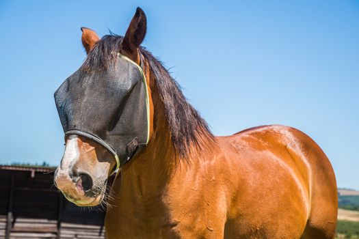 Portrait of a brown horse with a black fly net over the face.