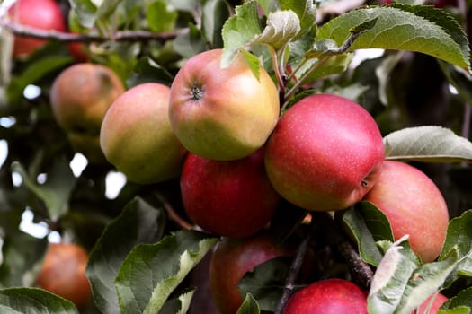 Yellow and red apples ripening on the branch in an orchard before harvest
