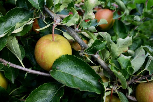 Delicious green apple among the dark green leaves of an apple tree