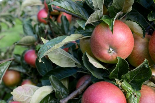 Rosy red apples growing among dark green leaves in an orchard