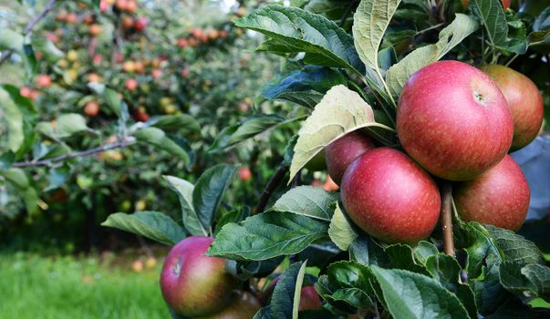 Red apples ripe for picking from a bountiful orchard full of fruit
