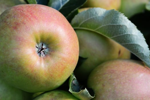 Close-up of the bottom of a red and green apple growing with others on the tree, 