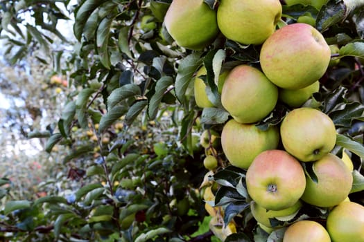 Long branch of green and red apples hanging in an orchard