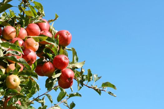 Bright red apples growing high on the tree against a blue autumn sky