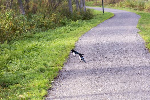 Common Magpie on Gravel Road