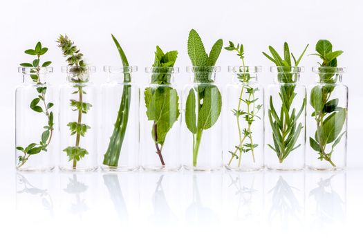 Bottle of essential oil with herb holy basil leaf, rosemary,oregano, sage,aloe vera and mint on white background.