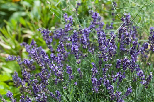 lavender flowers 