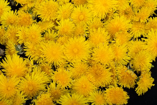 beautiful yellow flower of Dandelion