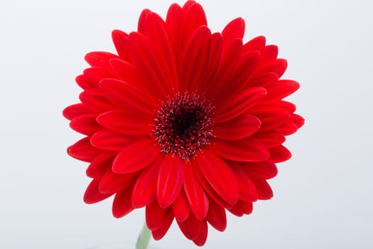  red gerbera daisy flower