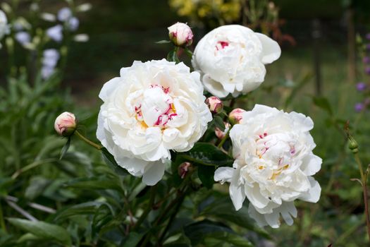 beautiful white peony in garden