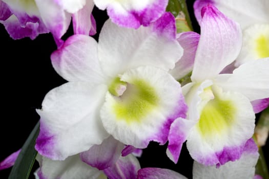 Dendrobium Orchid hybrids. Isolated on black