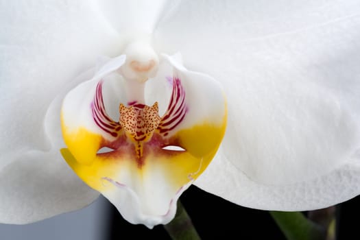 White orchid isolated on black